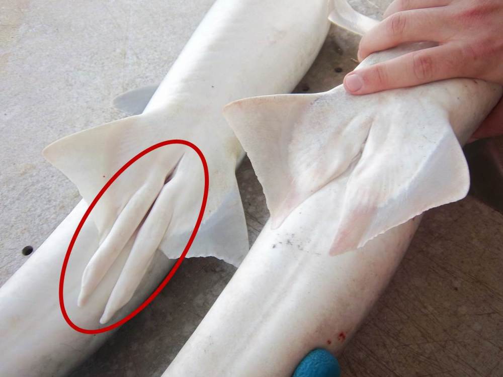 Meanwhile, Sharks do a similar game, but for NO FUCKING REASON.The male has two "Claspers" (circled). The claspers are extensions of the pelvic fins.They justHave two.And only use one at a time while mating.And just leave the other flopping around.