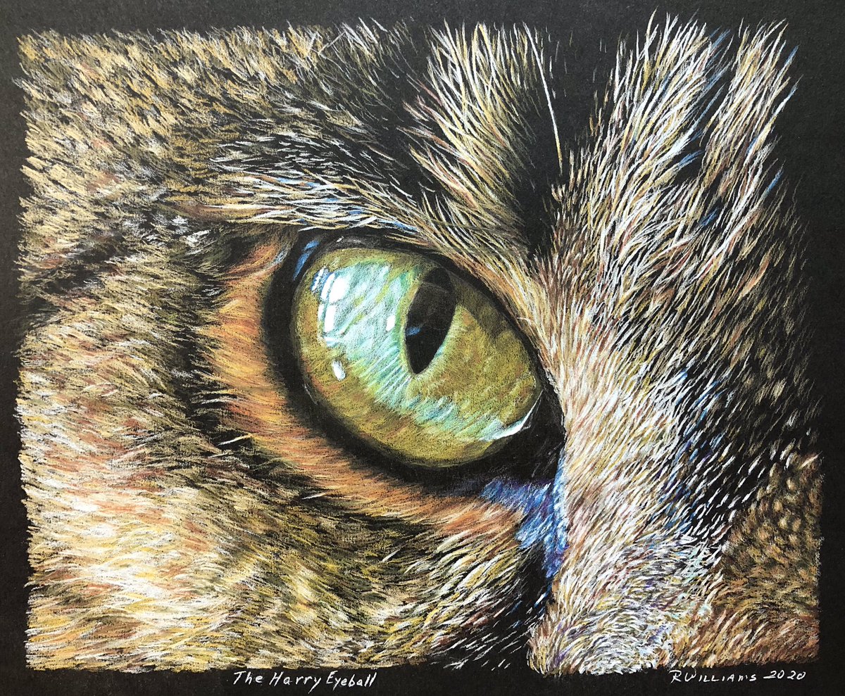 The Harry Eyeball #Caturday #CatsOfTwitter #catlovers