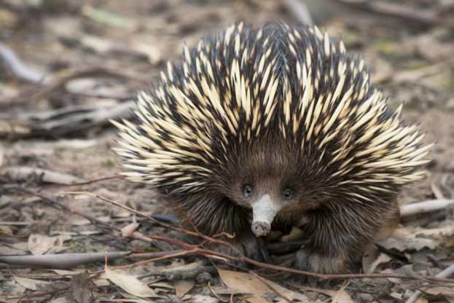 Anyway. Echidna, photographed here by Kristian Bell being adorable and NOT having its dick out, are built weird.The females (like possums!) have double-barreled vaginas.And the males, JUST TO MAKE SURE, double-barrel each side.