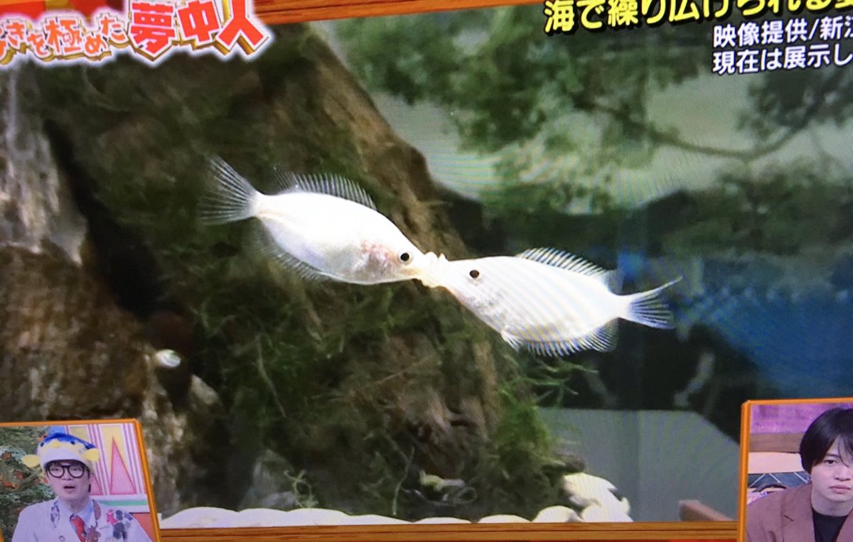 増田 あき乃 A Twitter ニノさん に さかなクン フワちゃん フーマくん 熱帯魚 のキッシンググラミーがキスするのは知ってたけど オス同士が喧嘩してるって知らなかった 増田 あき乃 A Twitter ニノさん に さかなクン フワちゃん フーマくん 熱帯魚 のキッシンググラミーがキスするのは知ってたけど オス同士が喧嘩してるって知らなかった