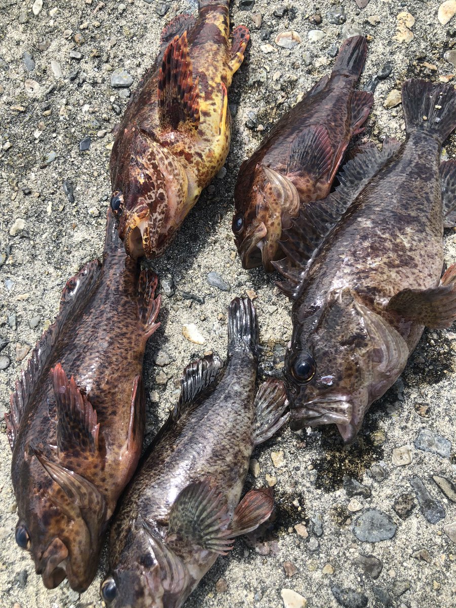 kurfc_out's tweet photo. ラグビー部アウトドアサークル
釣りしてます🎣 https://t.co/459QuZcRKi