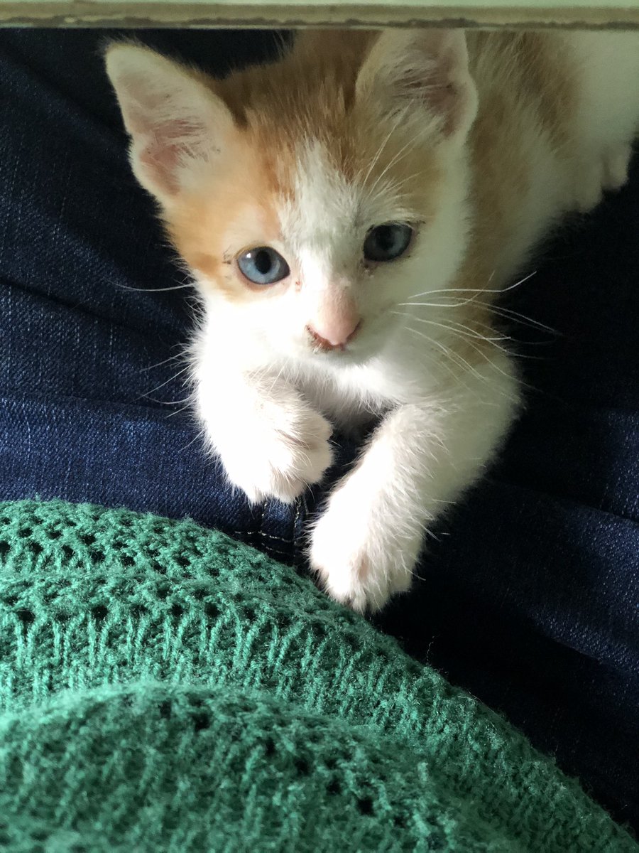 Gianni Caceres tweet media