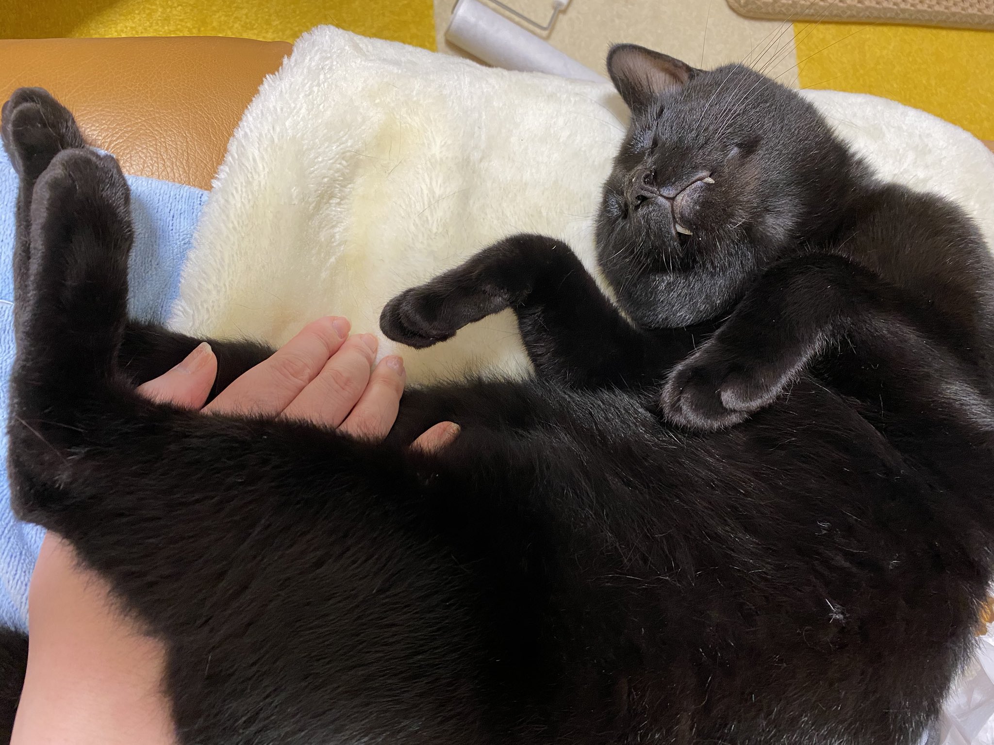 旅猫 股の間におかぁさんの手を挟んで寝ると落ち着くそうで 頭や胸に手を移動させると ちがうねん おまたやねん と尻尾をぶんぶんさせて指導 T Co H6mcvtwosh Twitter