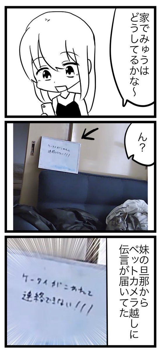 ペットカメラで見てみよう 