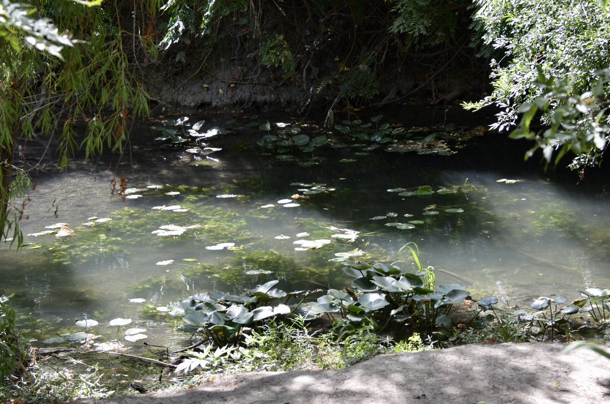 savanna_harsh's tweet photo. My brother and I went around San Antonio today and took some scenic shots! This batch is from Brackenridge Park๐ฆ #QuarantineActivity #BrackenridgePark https://t.co/0cT1MHpyYT