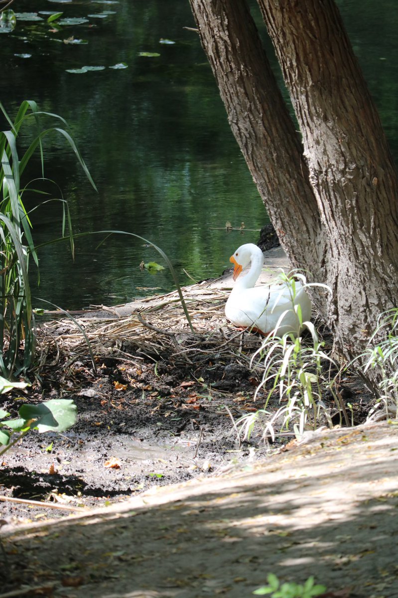 savanna_harsh's tweet photo. My brother and I went around San Antonio today and took some scenic shots! This batch is from Brackenridge Park๐ฆ #QuarantineActivity #BrackenridgePark https://t.co/0cT1MHpyYT