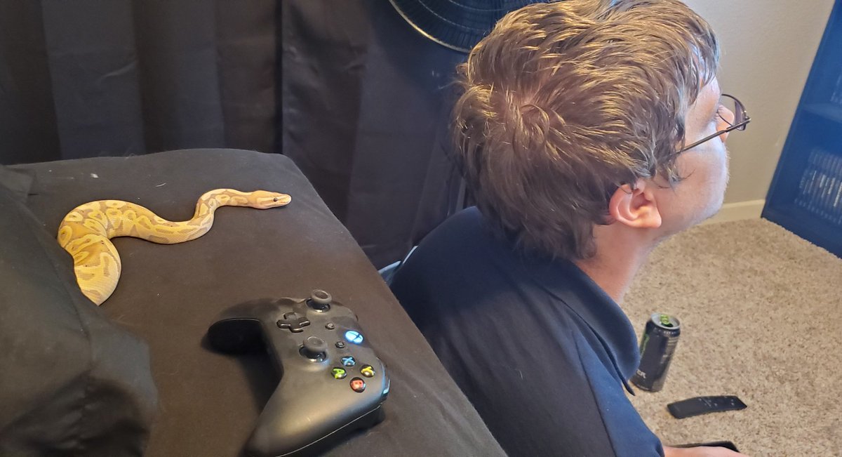 Pythons Galore tweet media