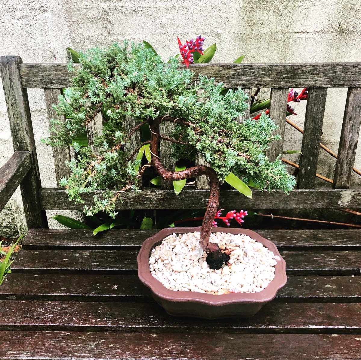 RemineArt's tweet photo. It’s time 19 year old Judy the Juniper got out &amp; played in the rain.  🌧🌦
...
#bonsai #juniper #plant #plants  #oldplant #ladyofthehouse https://t.co/cR64KX5w5m