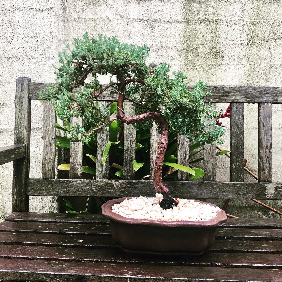 RemineArt's tweet photo. It’s time 19 year old Judy the Juniper got out &amp; played in the rain.  🌧🌦
...
#bonsai #juniper #plant #plants  #oldplant #ladyofthehouse https://t.co/cR64KX5w5m