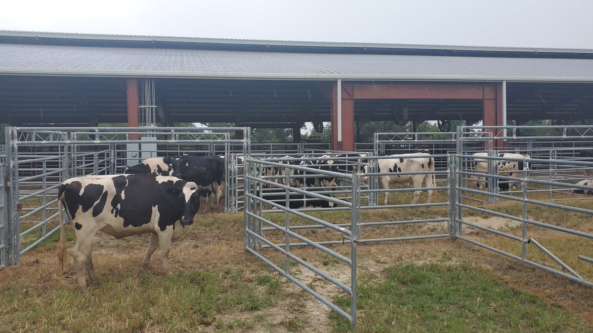 GelaGonella's tweet image. Fantastic team! Fantastic science! NFREC repro lab, NFREC nutrition lab, and UF-Animal Science working together! #reprorocks #reproscience #UF