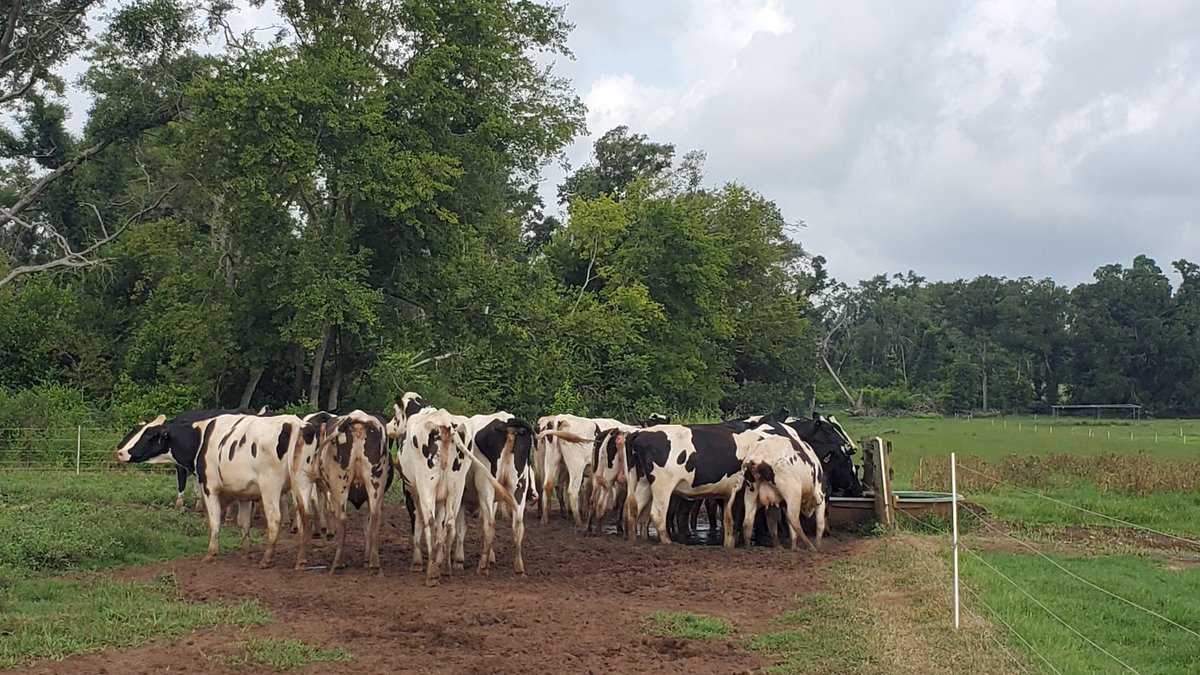 GelaGonella's tweet image. Fantastic team! Fantastic science! NFREC repro lab, NFREC nutrition lab, and UF-Animal Science working together! #reprorocks #reproscience #UF