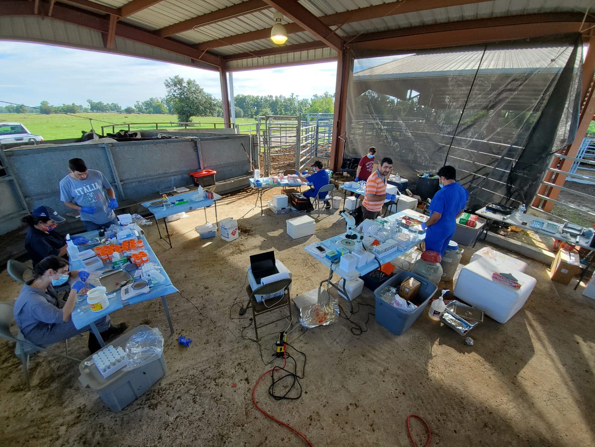 GelaGonella's tweet image. Fantastic team! Fantastic science! NFREC repro lab, NFREC nutrition lab, and UF-Animal Science working together! #reprorocks #reproscience #UF