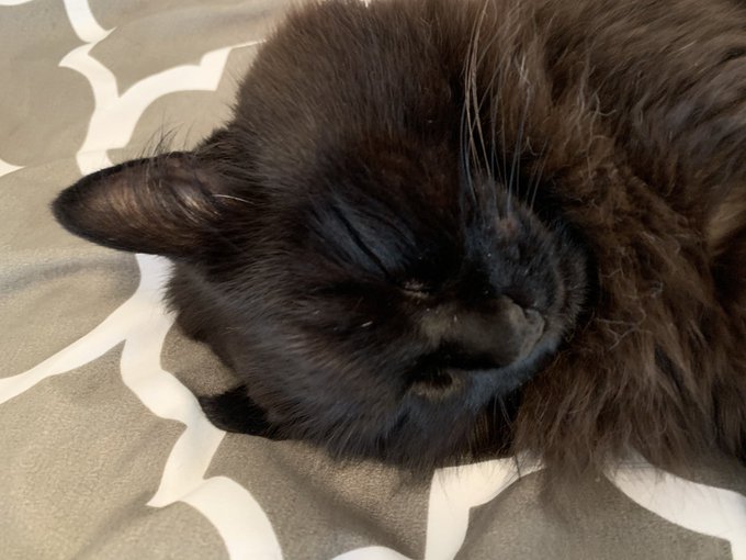 しんコロ しゃべるねこ しおちゃんさん の人気ツイート 2 Whotwi グラフィカルtwitter分析 しんコロ しゃべるねこ しおちゃんさん の人気ツイート 2 Whotwi グラフィカルtwitter分析