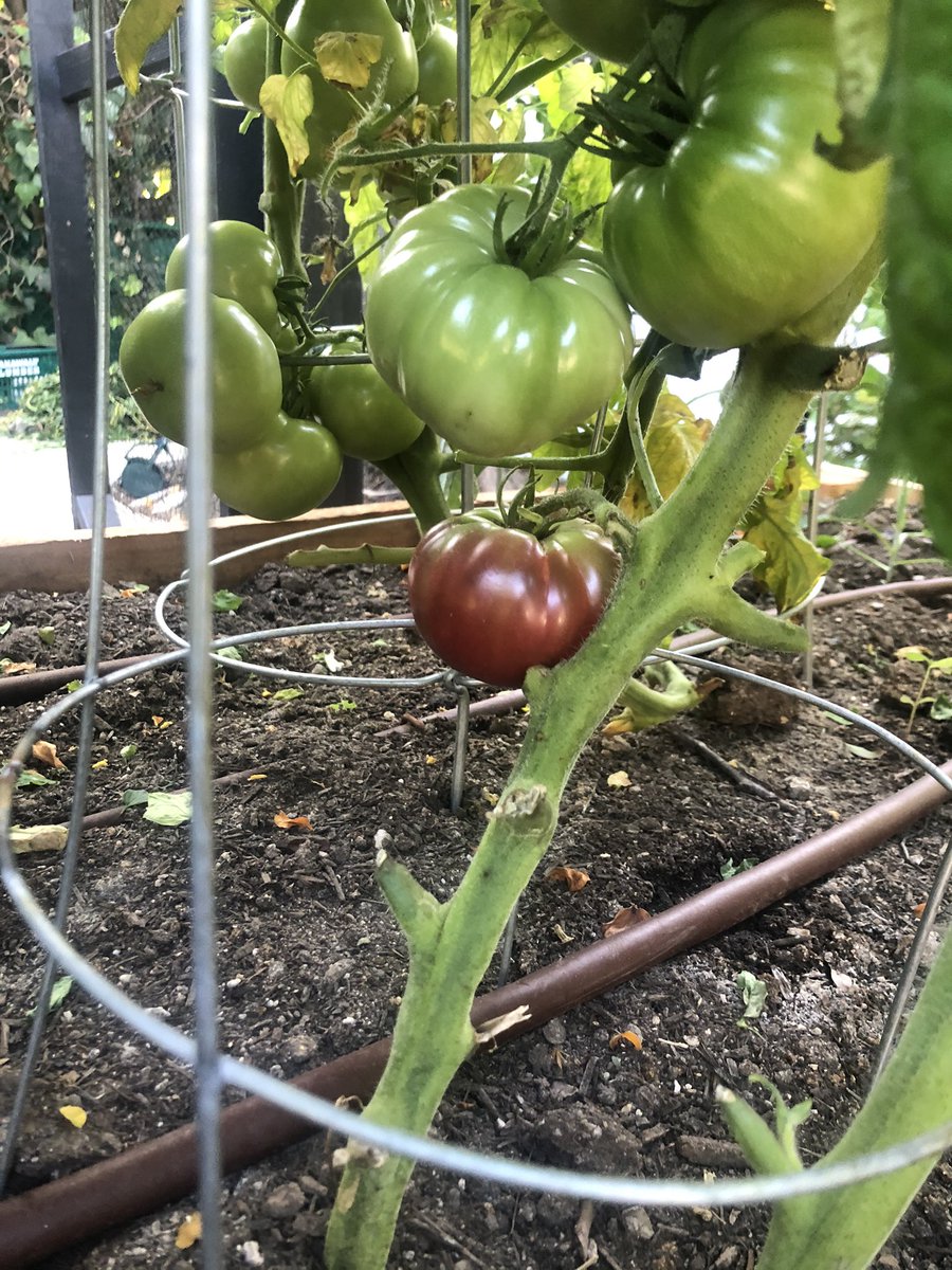 David Josephson, MD tweet media