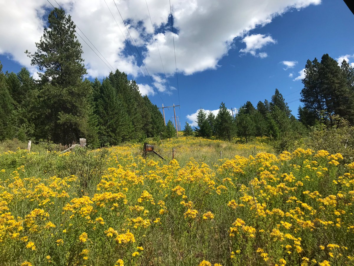 artbybiancaa's tweet photo. It was Great Day and with perfect temp outside for a side-by-side ride with Flint doggy!
#sidebyside #quadding #blueheeler #SaturdayMotivation #outdoors #summerfun #artist #naturalphoto #naturalgirls https://t.co/cCH6mFZ2nH