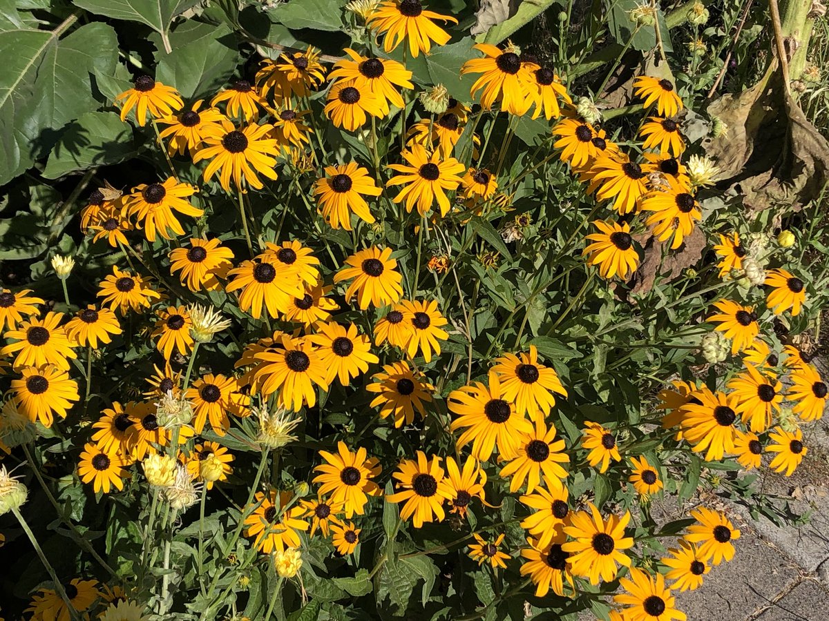 Despite most black eyed Susan’s-Rudbeckias- being bee friendly this very popular cultivar, R. fulgida Goldstrum is not and is sadly quiet of bees and life