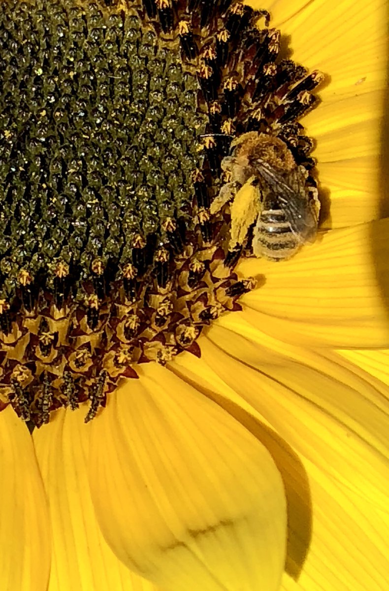 Another busy native bee lady sporting pollen ‘chaps’ to provision her nest for the young she will never meet