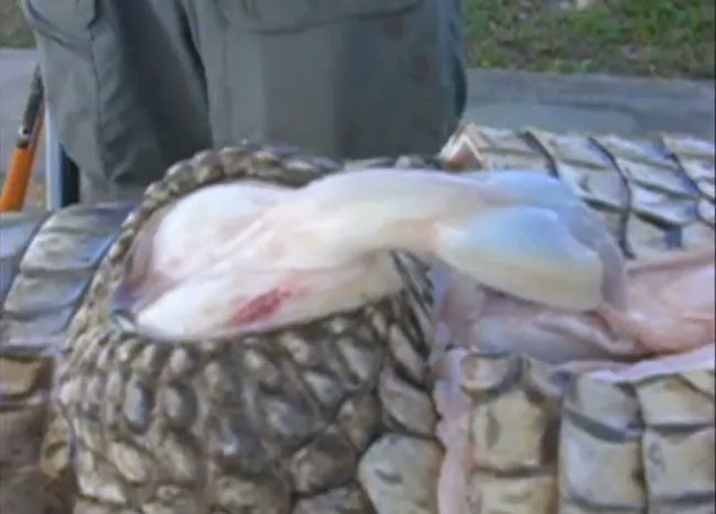 I love that there is a seven second video on youtube just titled "Alligator Penis Surprise," and it's exactly what it says on the tin.A still for you, if you like: http://livescience.com/27274-alligators-hide-pop-up-penises-internally.html