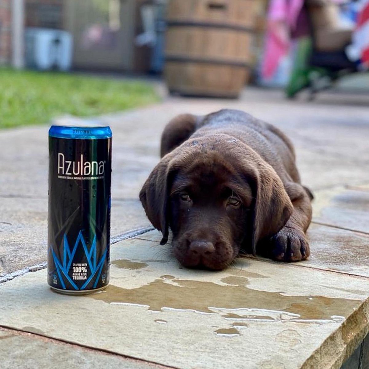 AzulanaTequila's tweet photo. 2020 is ruff https://t.co/vOqLBIzOTw