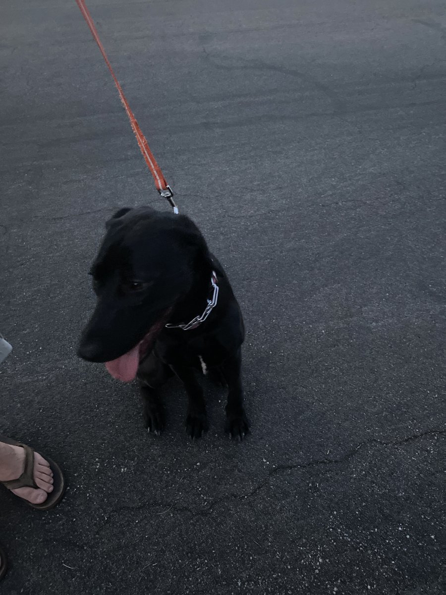 @WowWithHilton Hilton Wellness Tweet Keep On Walkin: 22,770 steps. #WowWithHilton Walking the dog to earn steps at #cemasummit2020
