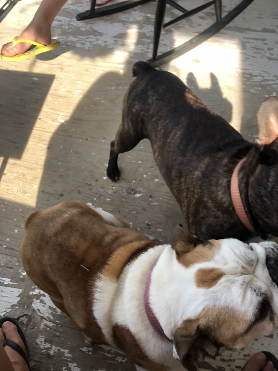 GymClassJamie's tweet photo. Po and the pups enjoyed ice cream cones from #flurples this afternoon. Tried to get a cute pic of the dogs enjoying theirs. #fail 
#vegan #icecream https://t.co/jwZwzDC0BL