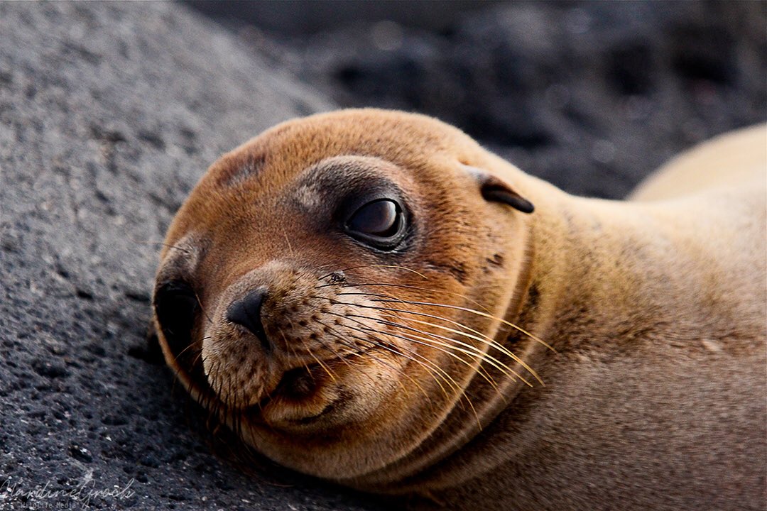 nads6323's tweet photo. Happy Seal Sunday! Hope everyone is feeling safe and relaxed at home like this Galapagos Sea Lion pup! #sealion #galapagosislands #wildlifephotography #staysafe #StayHome https://t.co/1NpxjpmvEj