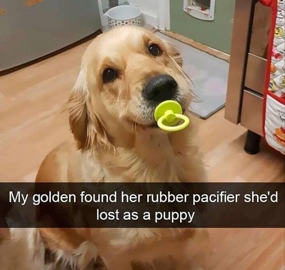 WholesomeMeme's tweet image. 