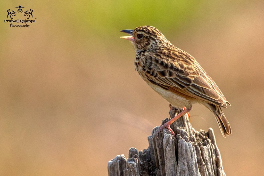 prajwalrajappa's tweet photo. #Jerdon's Bushlark #birding
#bbcearth#wildlife photography #wildlife#prajwalrajappa#prajwalrajappaphotography#natgeo #natgeoyourshot#yourshotphotographer #natgeotravel #natgeowild #naturephotography #natural #nature #viewbug#wild#beautiful#awesome#canon#canonphotography #canonuk https://t.co/XQuDpkp0Rt