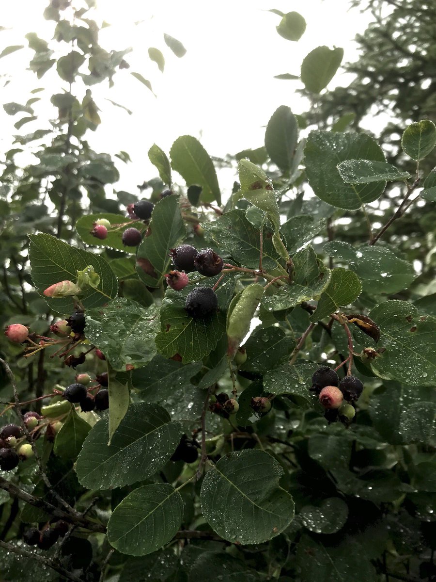 ANFCA Green Initiatives tweet media