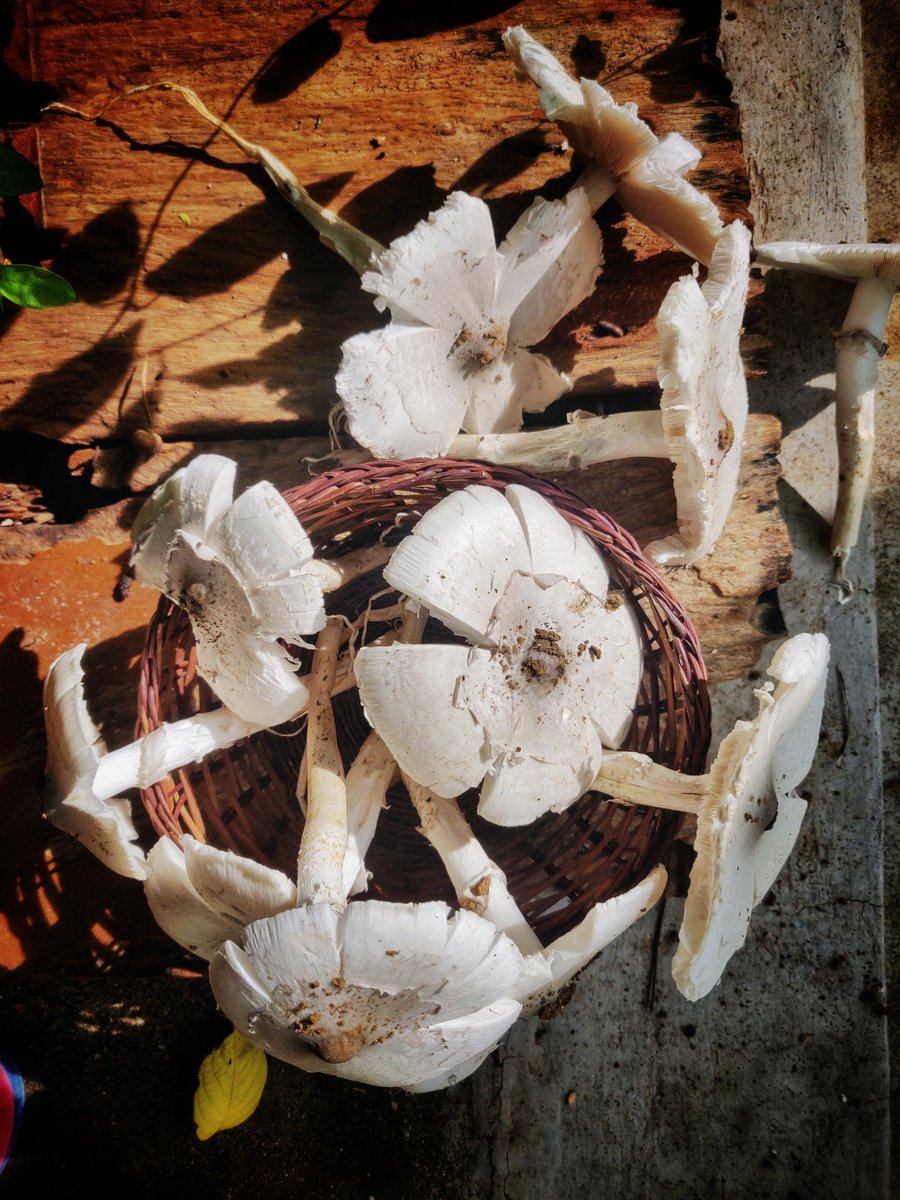 uttirna96's tweet photo. Collection from the farm this morning- ଶ୍ରାବଣ ଛତୁ (Termite Mushroom/ ହୁଙ୍କା ଛତୁ), କରମଙ୍ଗା, ଭେଣ୍ଡି, କାକୁଡି, ପିଜୁଳି. #Gratitude to nature for giving us in abundance. https://t.co/erGo9UsyHf