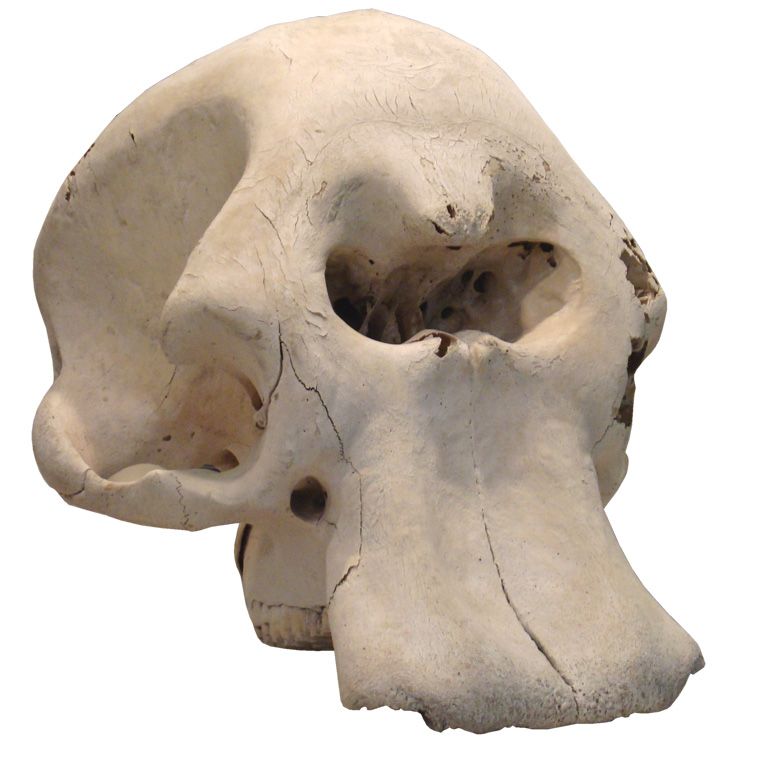 We know *even less* about how fat was distributed. We try, but it's NOT FUCKING EASY.Case in point. These are the skulls of two animals that I've already mentioned in this thread.Do you think you'd get an accurate picture of a) a Hippo, and b) an Elephant, from these?