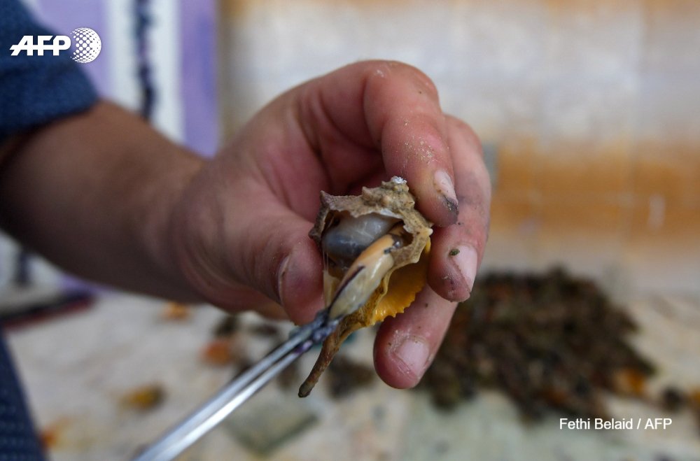 AFP's tweet photo. A Tunisian man has pieced together bits of a local secret linked to ancient emperors: how to make a prized purple dye using the guts of a sea snail, a secret guarded so closely that it disappeared hundreds of years ago https://t.co/lQ630dmXSL https://t.co/oDcTAYVSTP