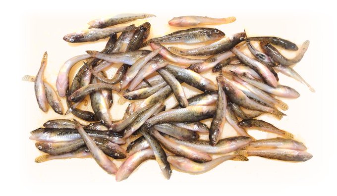 「ハゼの疑似餌(ルアー)釣り」
梅雨明け前じゃないと体力的にきついのでなるたけ行こうと思ってます。
ハゼクランクは誰かが発見した釣りなのでその他の巻物を
いろいろ試してきました!
自分はスプーンの釣り味けっこう好き。

ハゼの天ぷら美味すぎです 