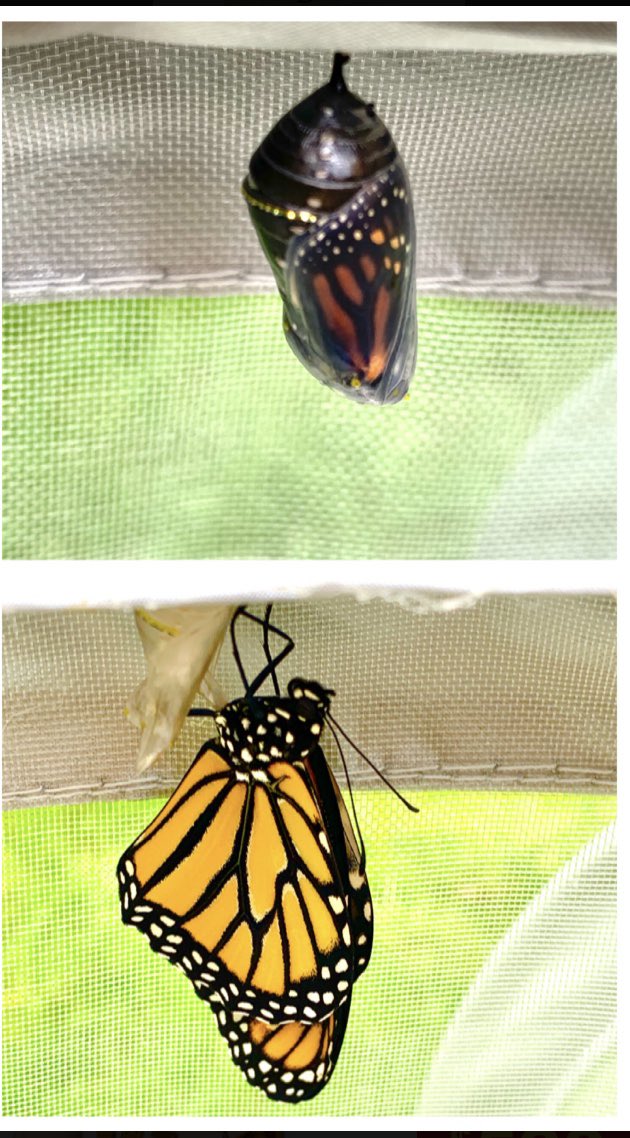 stealthy360's tweet photo. One of the Monarch eggs finally enjoying life as a butterfly. Life is beautiful! #livingmybestlife #nature #naturelover #ButterflyDays #Butterflies #monarch #wildlife https://t.co/4ZFTZd2R4z