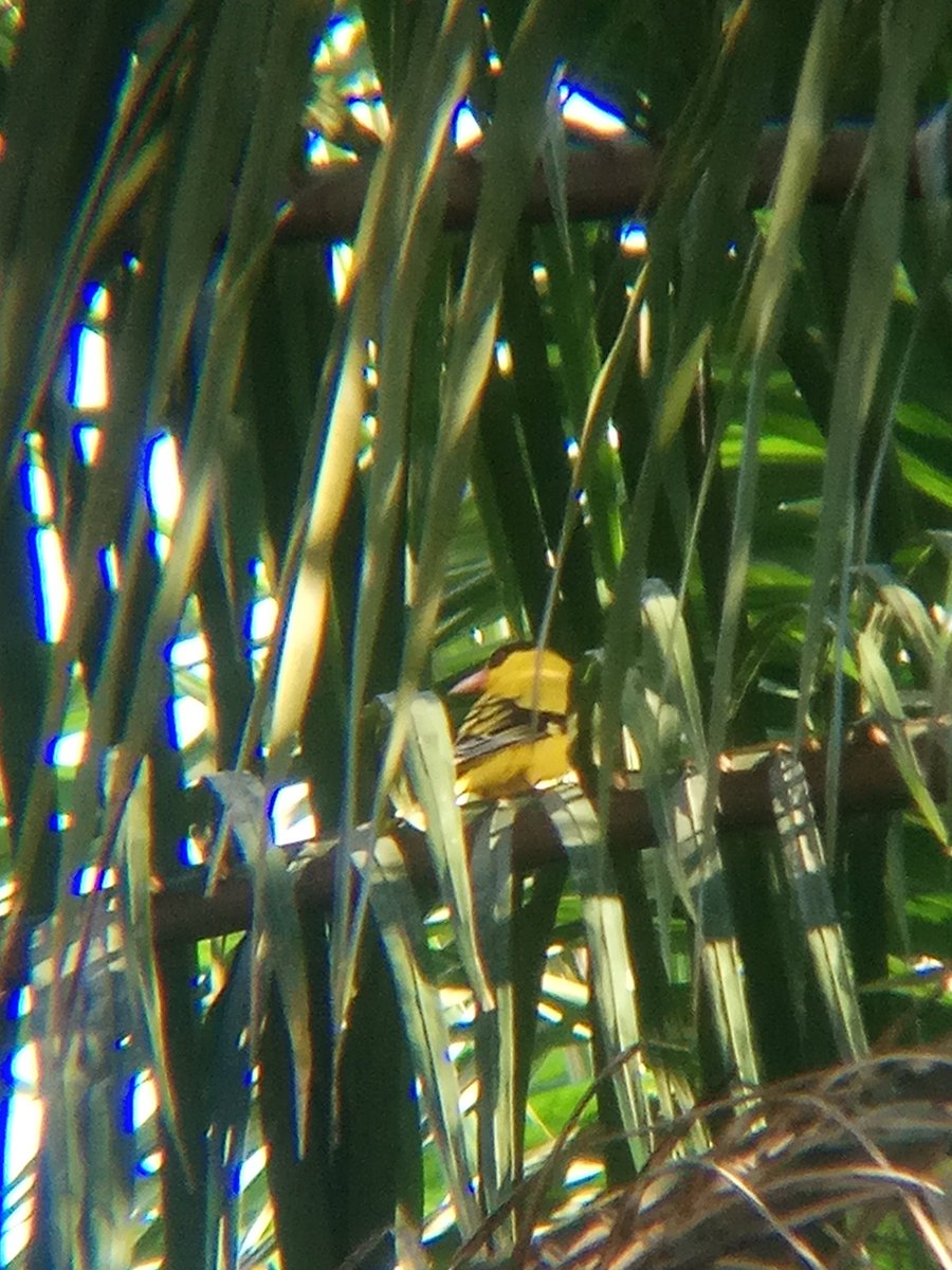 Got a much clearer photograph for Black-naped Oriole this morning. Enjoy!