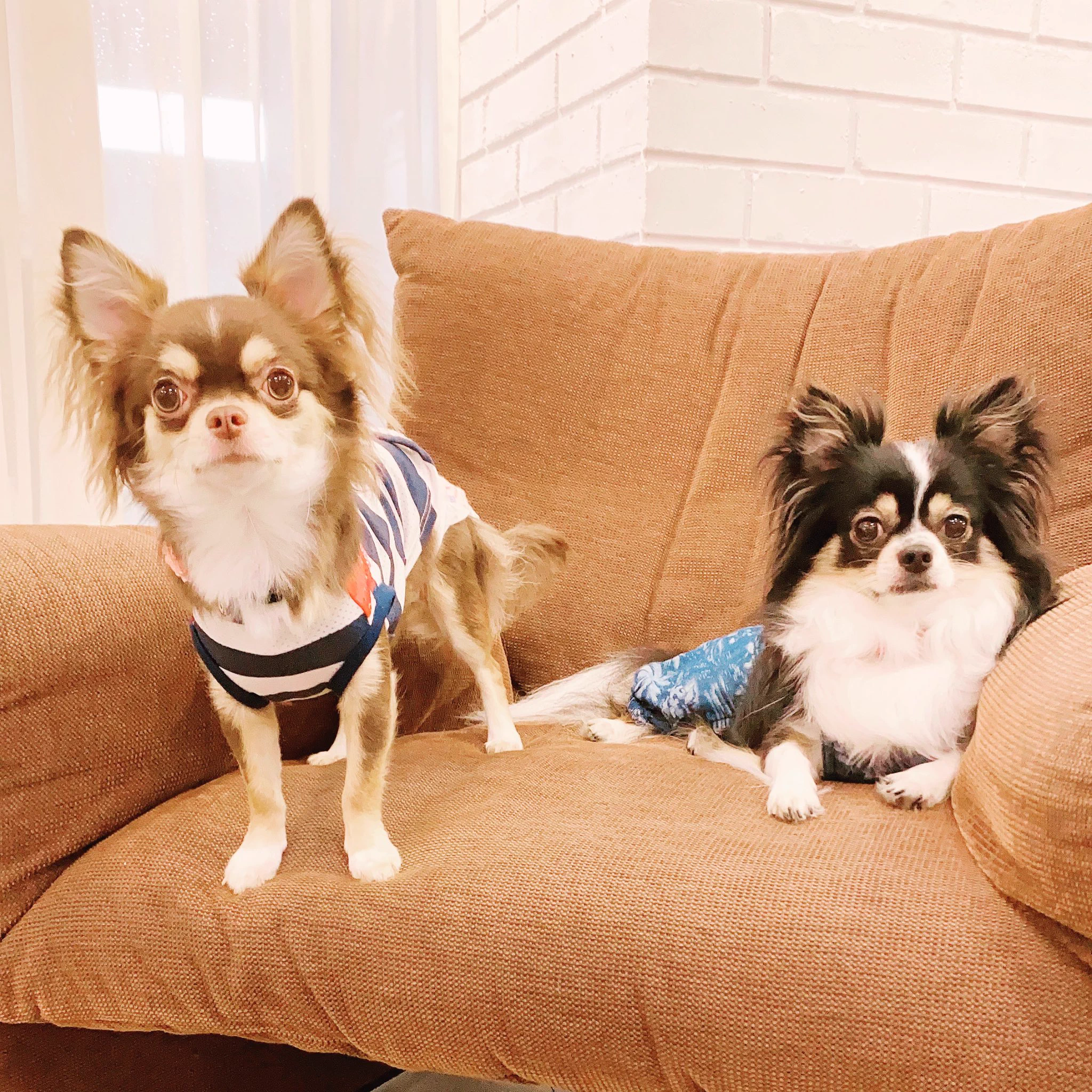 うちの犬たち、松本ひで吉先生のマンガでいうと、凪(黒い方、お兄ちゃん)は犬くんにそっくりな性格。そして紅(茶色い方、妹)の性格はまんま猫！
紅、君の前世は猫？猫なの？  