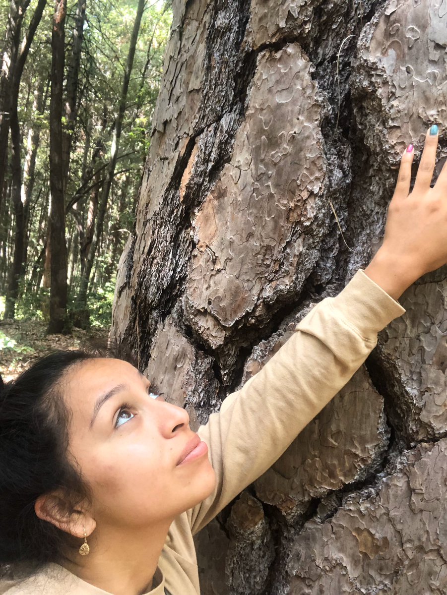 Conservation action is needed for the big and the small. Lets learn from our friends #pines, some years we make more progress and grow a lot faster than others. Let’s make this year a year of progress for Conservation!  

#LCW2020 #LatinoConservationWeek