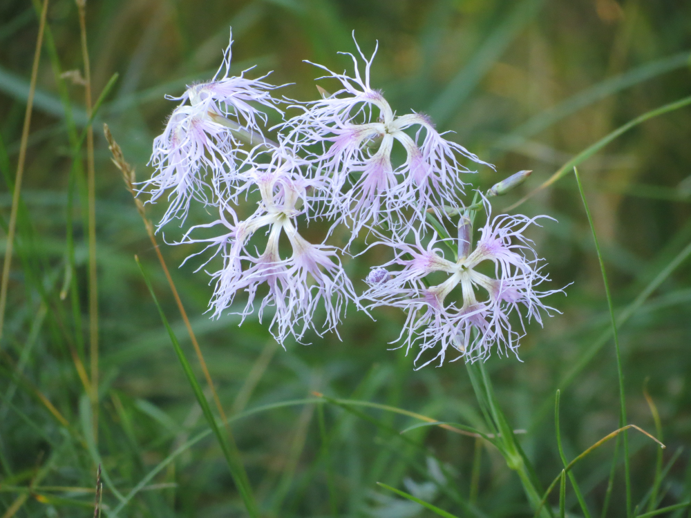 MarkoValker's tweet photo. Fringed Pink - photographed yetsreday at Matsalu NP. #nature #NaturePhotography #plants #visitmatsalu https://t.co/0hymiaL0Wi