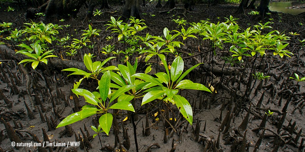 WWFFrance's tweet photo. 🌍  Journée internationale des #mangroves ! 
🐡  Ces écosystèmes entre terre et mer abritent une diversité d'espèces marines très importante et de nombreuses populations locales en dépendent.

Le WWF agit à Madagascar pour la conservation des mangroves
👉 https://t.co/2r2fbOtN0W https://t.co/LU6YRAuHdg