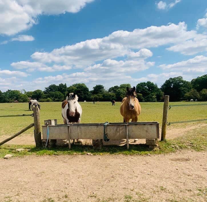 Gorgeous boys Harry and Prince posing at the water trough waiting to flirt with the girls 🥰🤣

Pop an email to office@snowballfarm.co.uk to book your next lesson!

#TeamSnowball #SnowballFarm #RidingSchool #EquestrianCentre #LiveryYard #Horses #Equestrian #Burnham #Slough