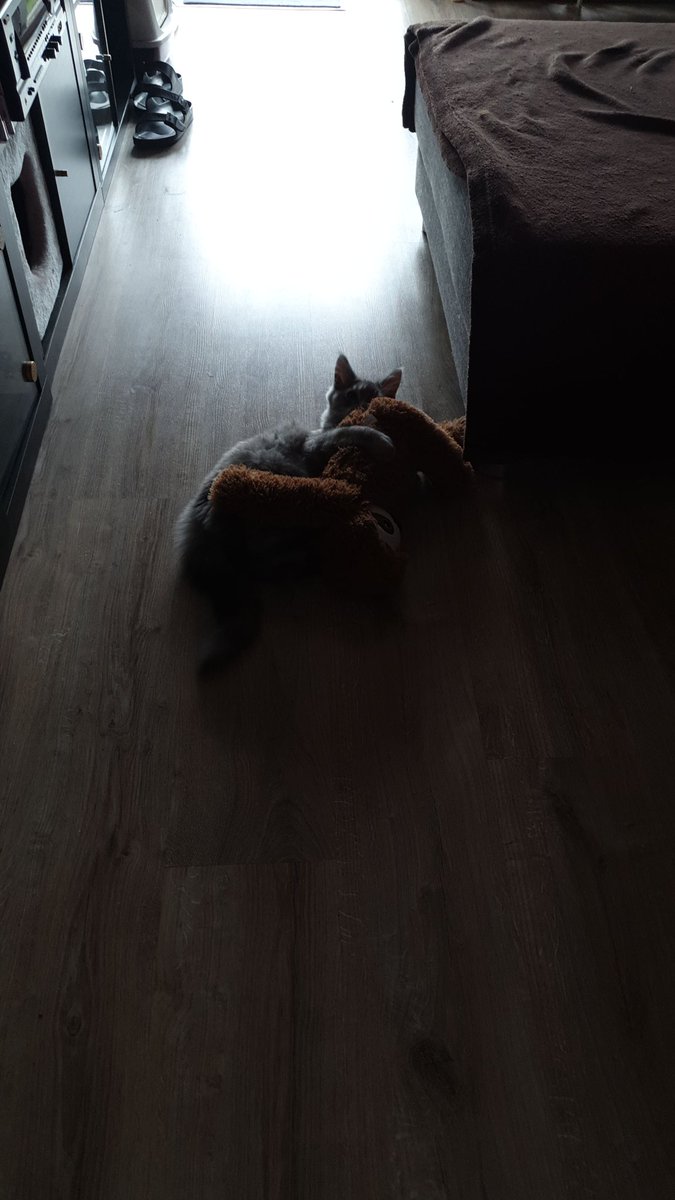 LadyJenchilla's tweet photo. #MainCoon vs #BKH Es gab neues Spielzeug...Es ist nicht so das wir nicht genug haben, aber das #Hundespielzeug #Faueltier war süß und musste mit. Und Diva hat ihre Ruhe...erstmal...kurz... https://t.co/jVQFW4CBq6
