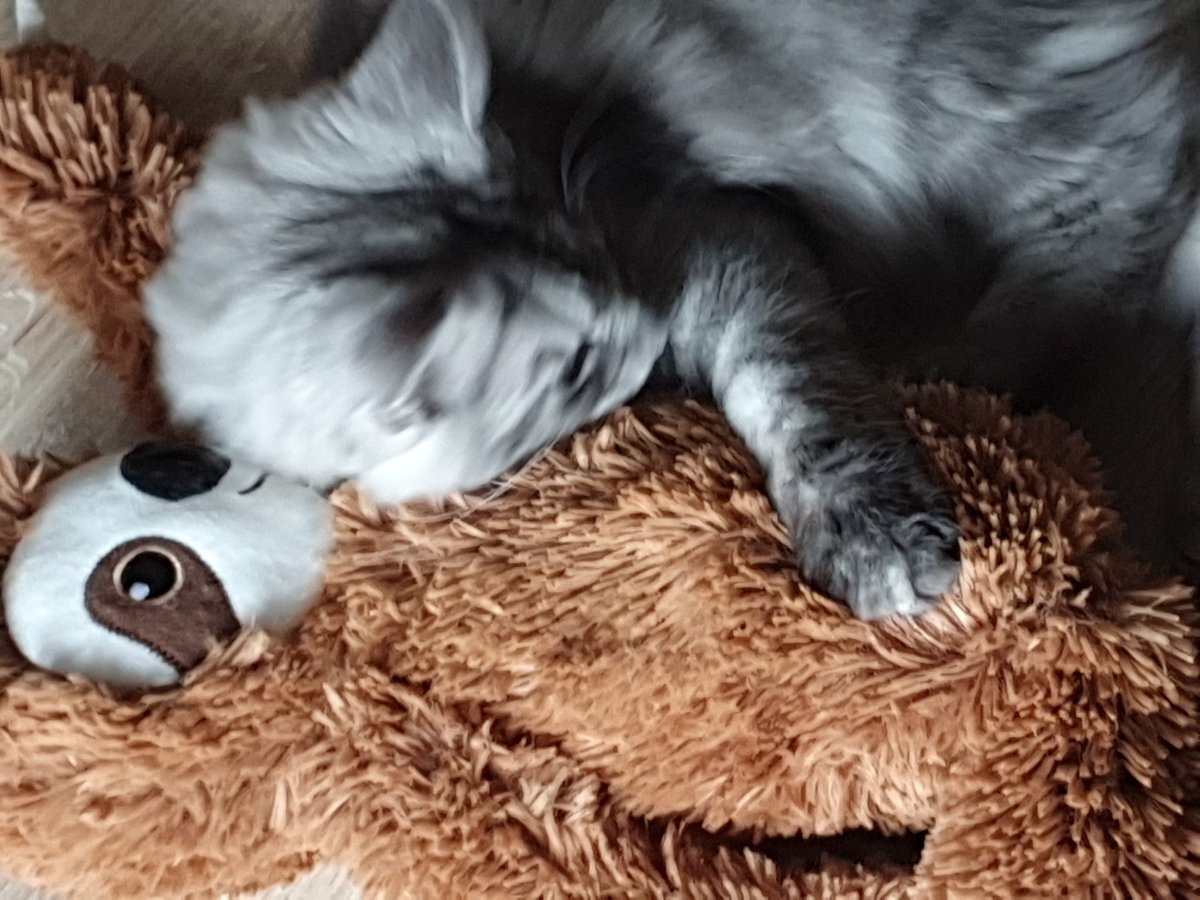 LadyJenchilla's tweet photo. #MainCoon vs #BKH Es gab neues Spielzeug...Es ist nicht so das wir nicht genug haben, aber das #Hundespielzeug #Faueltier war süß und musste mit. Und Diva hat ihre Ruhe...erstmal...kurz... https://t.co/jVQFW4CBq6