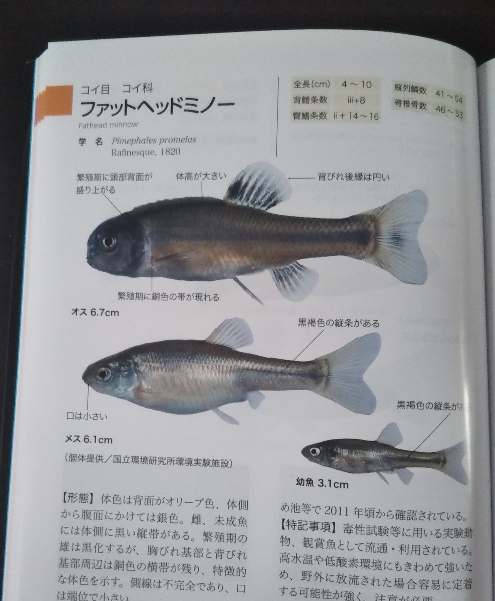 Maru 日本の淡水魚 を購入したら カナダで釣った謎の魚の標準和名が出てきてめっちゃスッキリしている コイ科だったんか Maru 日本の淡水魚 を購入したら カナダで釣った謎の魚の標準和名が出てきてめっちゃスッキリしている コイ科だったんか