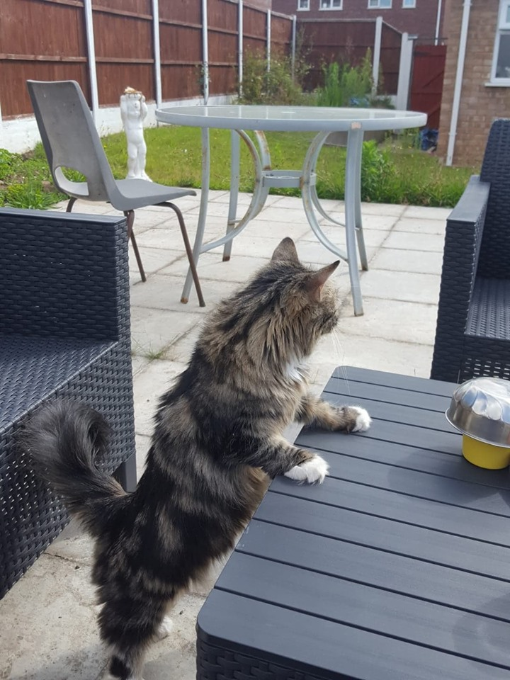 PickyVitie's tweet photo. Morning Kitties. Decided I wanted my breakfast al fresco this morning, but I still appear to be waiting. Mommy is way too slow, can't get the staff these days! #CatsOfTwitter #CatsOnTwitter #Alfrescodining #Staffingproblems https://t.co/YAHHqEhYZy