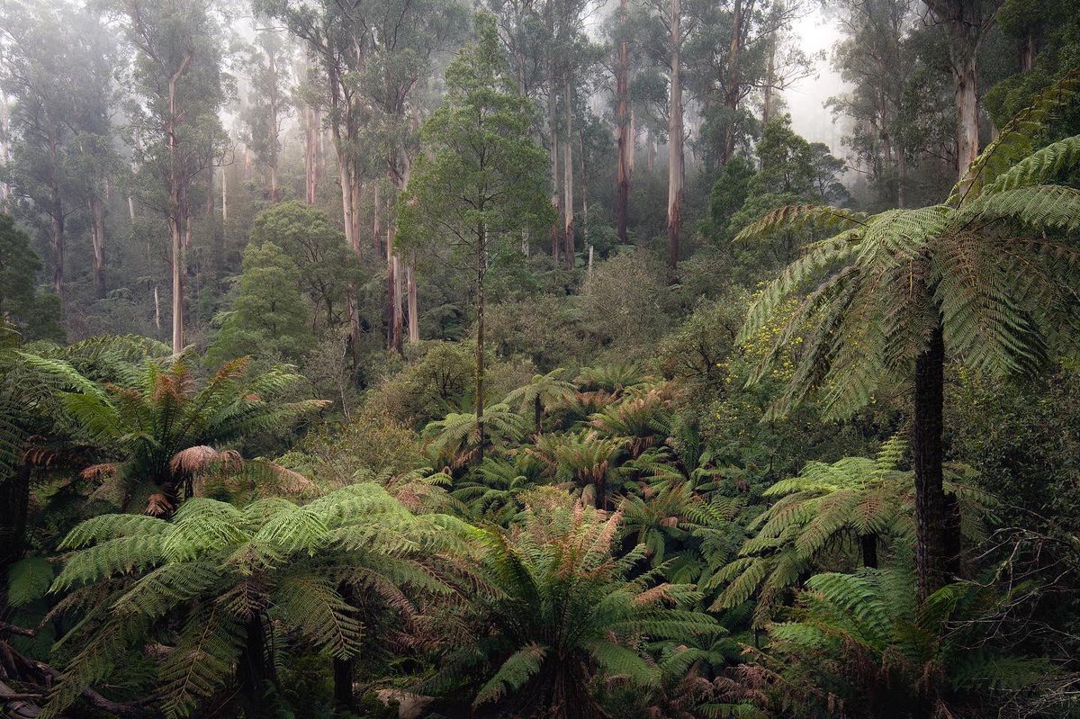 sarahrees's tweet photo. Misty in the mountains this morning, Badger Creek in flow, rainforests nice and wet, spring is coming and the ducks are searching for hollows. #isolife https://t.co/WnTySmF0jD