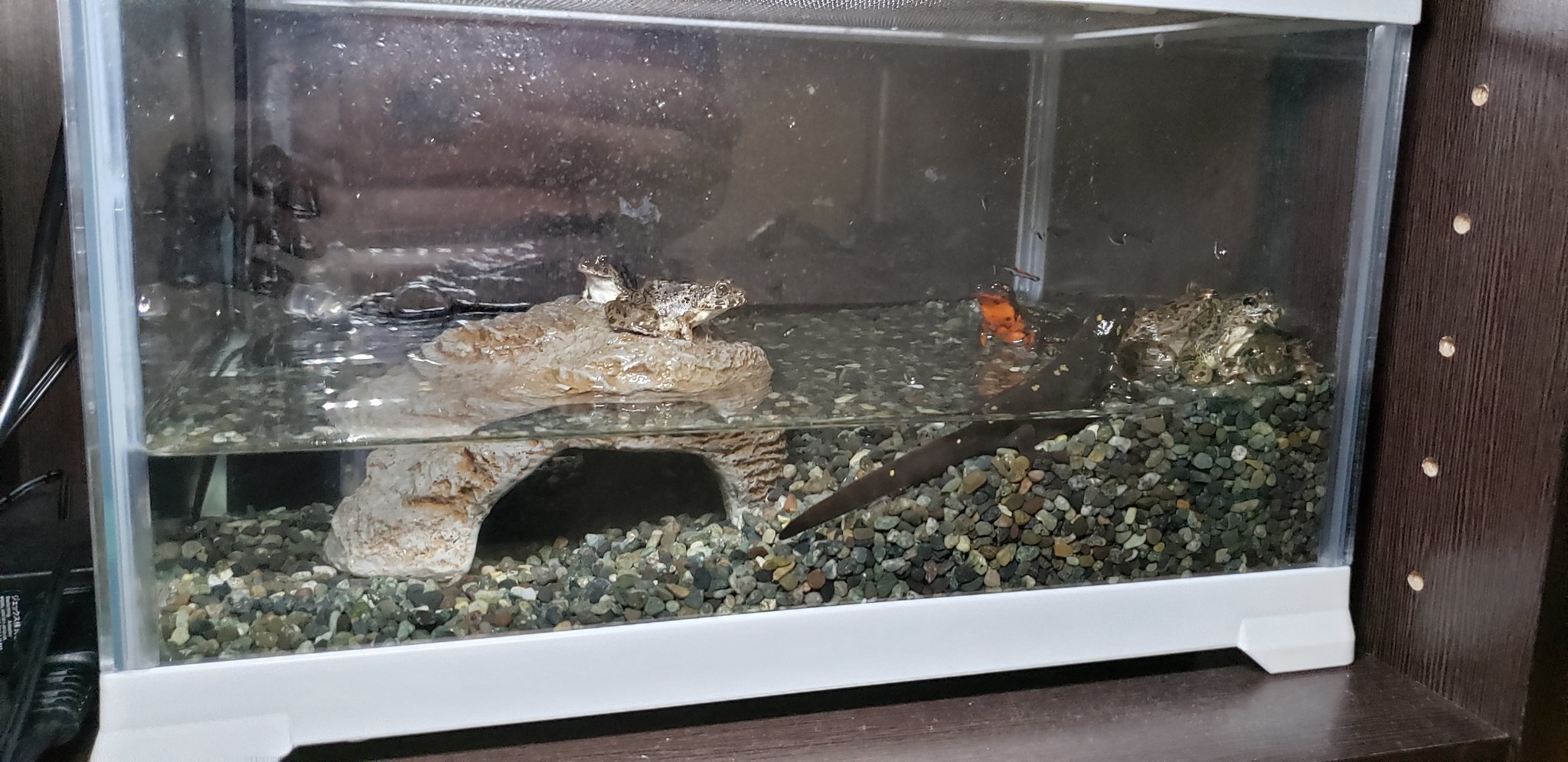 受け取る 修理工 四半期 シリケンイモリ 水槽 混合した メディック 解放する