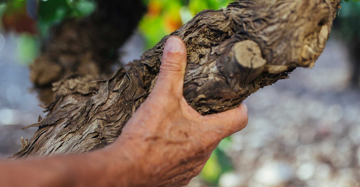 Y es que en #Rioja tenemos claro que la edad es una grado. Por eso cuidamos de nuestro mayores: cepas centenarias que ofrecen vinos especiales; esos que solo se logran después de décadas arraigados en suelos únicos #RiojaWine #TeMerecesUnRioja #MomentosRioja #DíaDeLosAbuelos
