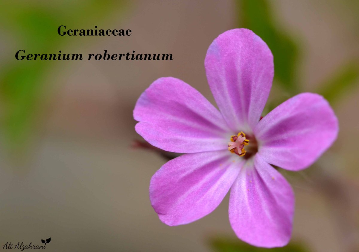 SaudiBotanist's tweet image. #Flora_of_The_Arabian_Peninsula_and_Socotra 
#Flora_of_Saudi_Arabia
#Saudi_Biodiversity
#wildflower
#NearbyWild
#Geraniaceae
#Geranium
#تعرف_على_بيئتك
@saudiwildlife
Geranium robertianum