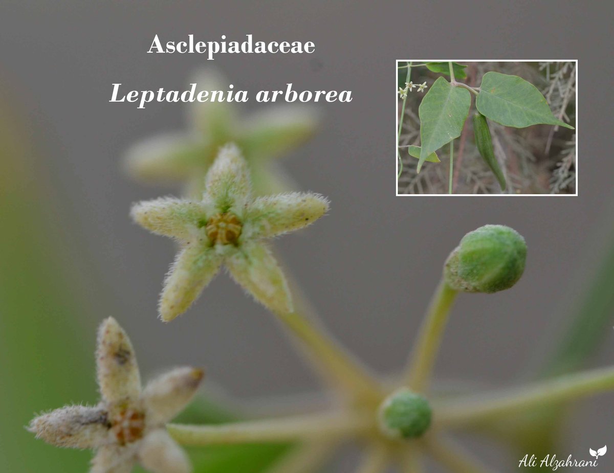 SaudiBotanist's tweet image. #Flora_of_The_Arabian_Peninsula_and_Socotra 
#Flora_of_Saudi_Arabia
#Saudi_Biodiversity
#wildflower
#NearbyWild
#Apocynaceae 
#Asclepiadaceae 
#Leptadenia
#تعرف_على_بيئتك
@saudiwildlife
Leptadenia arborea