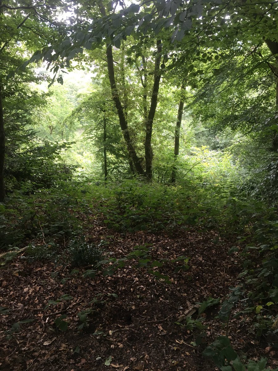 PatientAsPaper's tweet photo. Just beautiful #Whitcliffe https://t.co/bAb8yrLRTi
